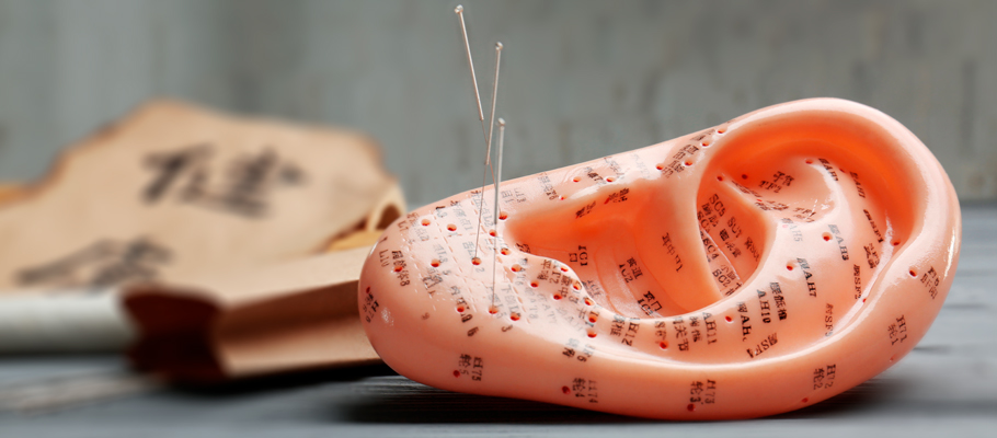 Akupunkturní model ucha Akupunkturní model ucha