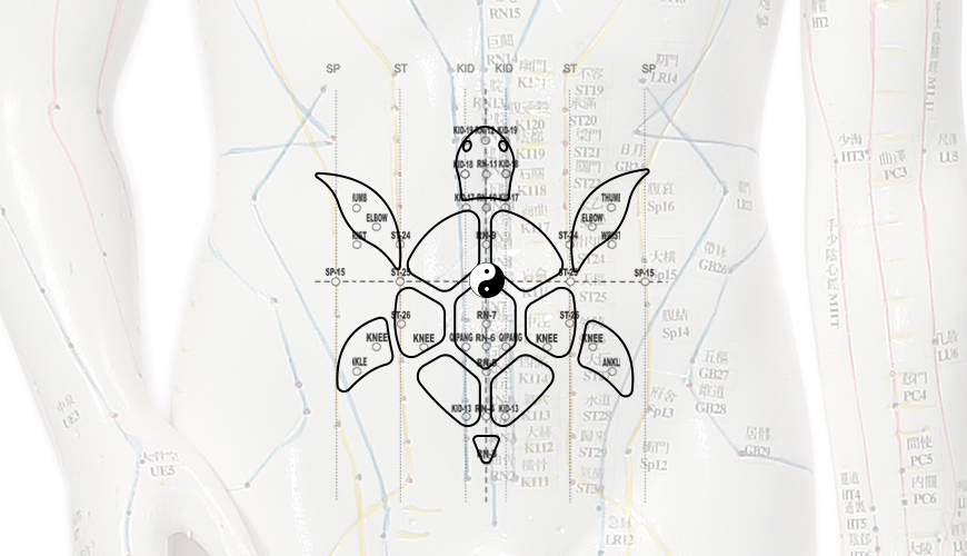 Želví mapa představuje pohybový systém. Želví mapa představuje pohybový systém.