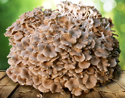 Mykoterapie – zkoumání houbových kombinací III.