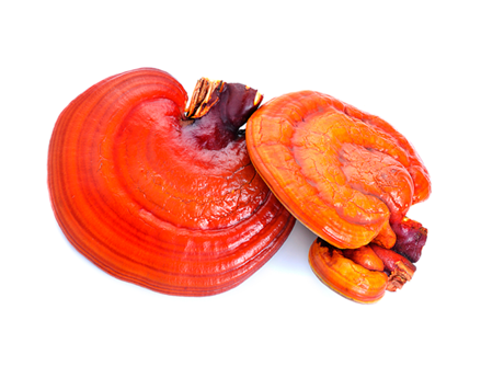 Mykoterapie – zkoumání houbových kombinací I.